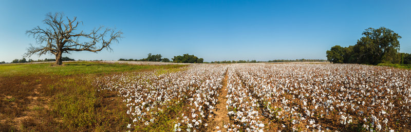 Photo of a cotton field in Alabama with blue skies