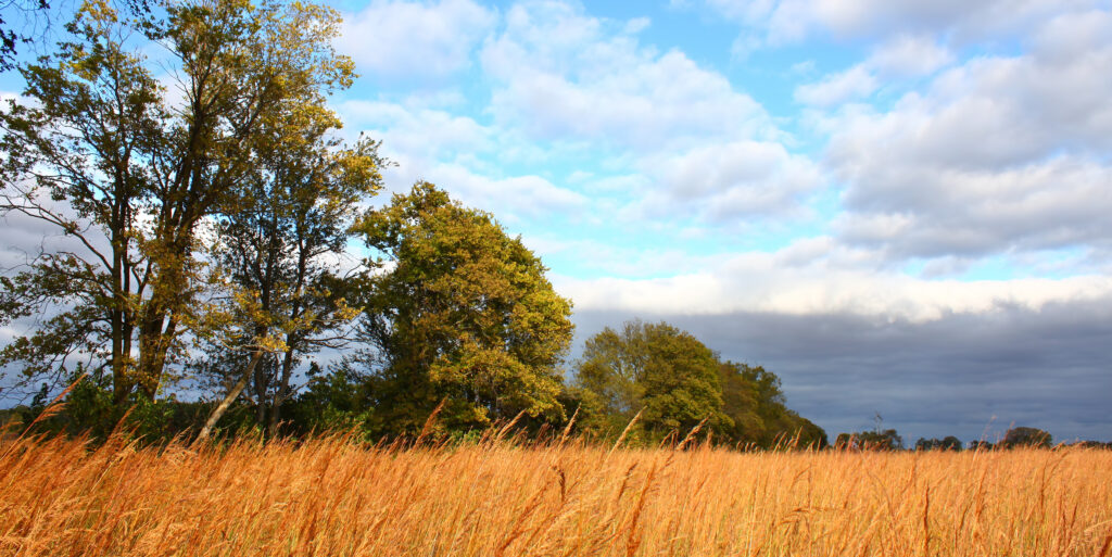 Prairie scene in Illinois. Home insurance does not have to be scary.